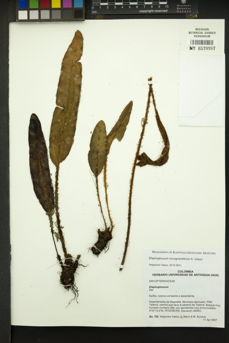 Elaphoglossum novogranatense photo 2