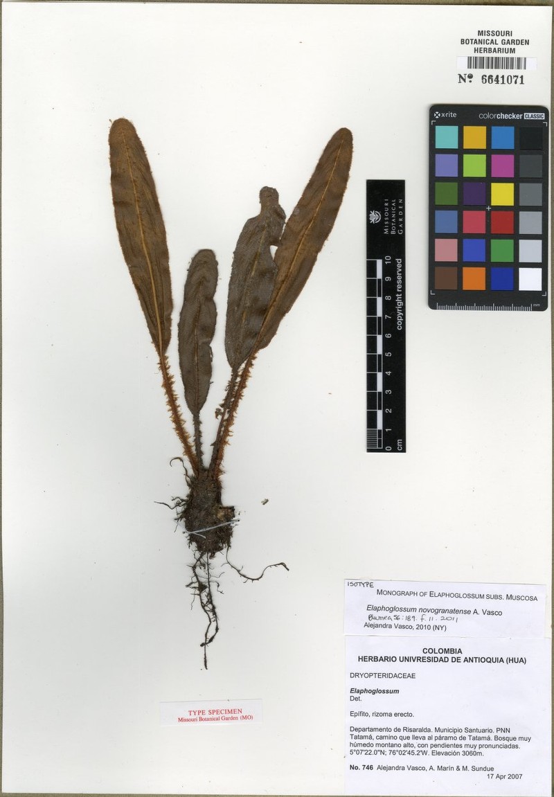 Elaphoglossum novogranatense photo 3
