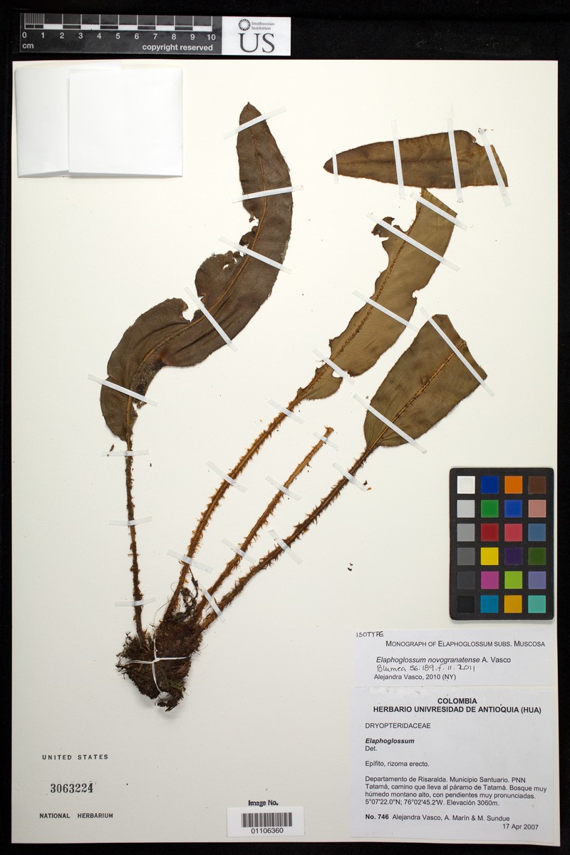 Elaphoglossum novogranatense