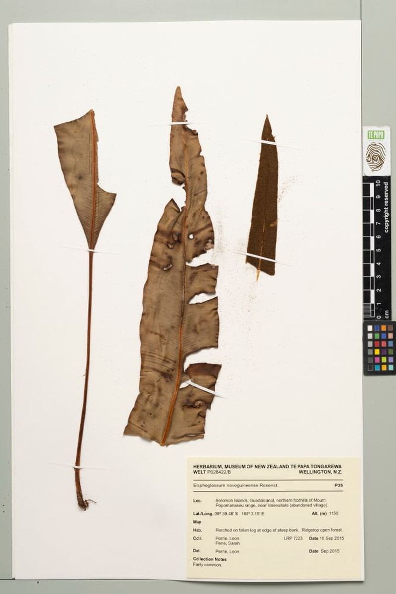 Elaphoglossum novoguineense