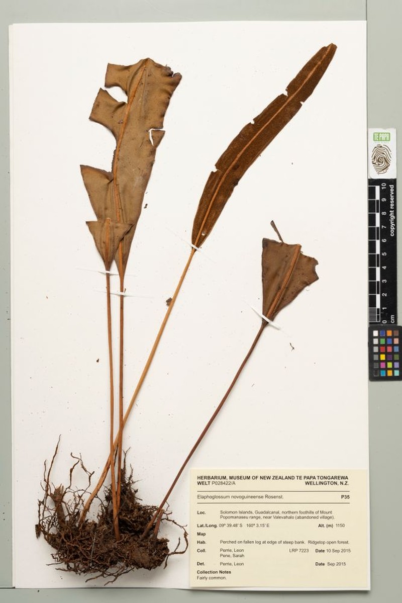 Elaphoglossum novoguineense photo 2