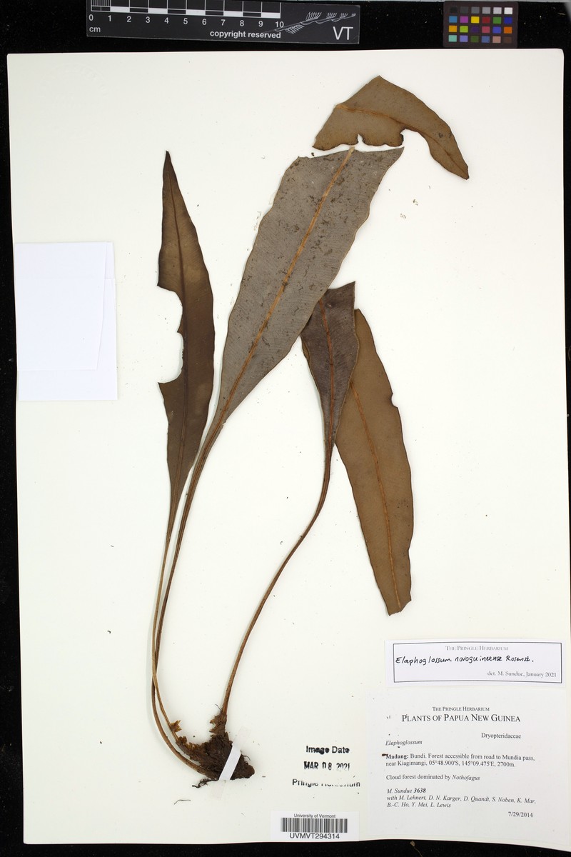 Elaphoglossum novoguineense photo 3