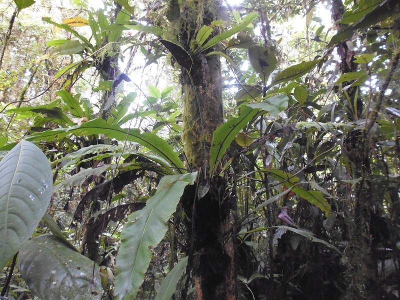 Elaphoglossum oblanceolatum