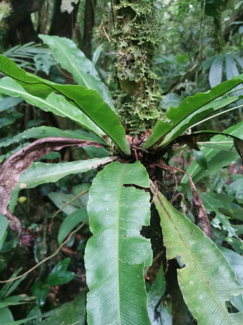 Elaphoglossum oblanceolatum photo 2
