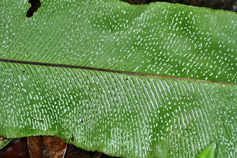 Elaphoglossum oblanceolatum photo 3