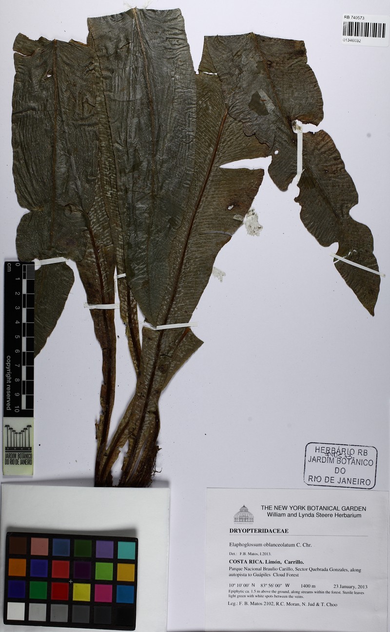 Elaphoglossum oblanceolatum photo 4