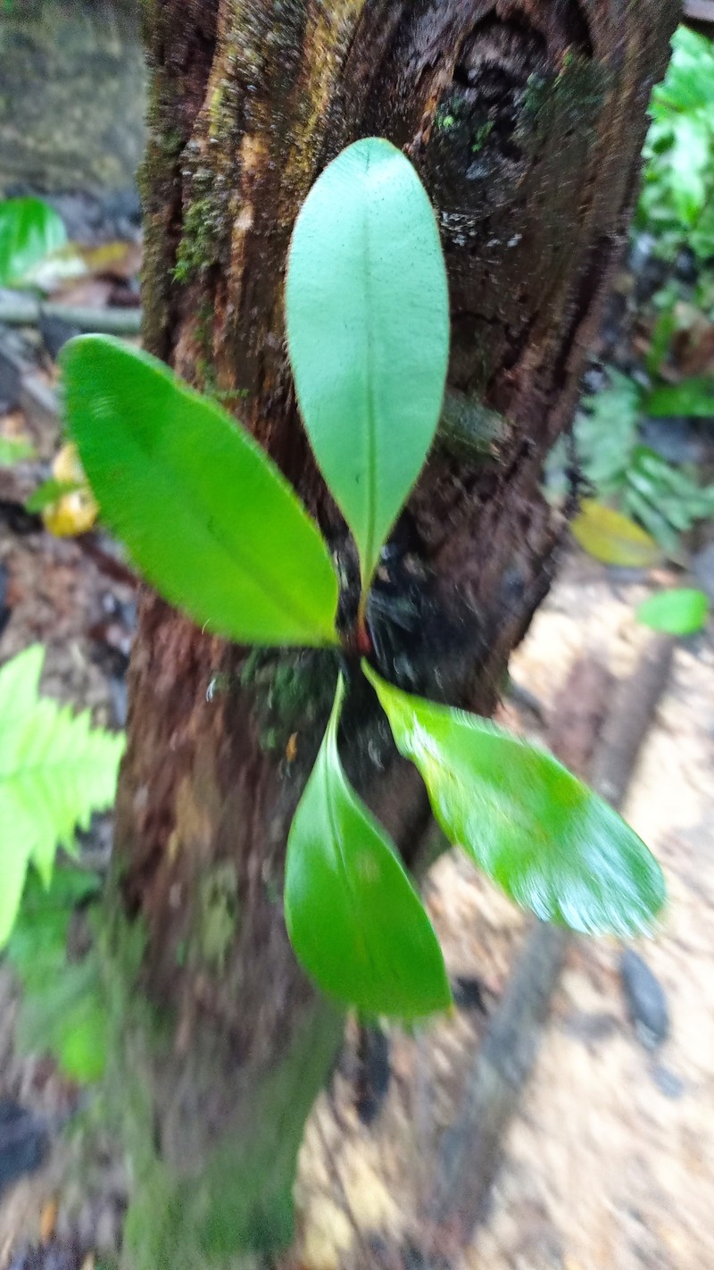 Elaphoglossum obovatum photo 3