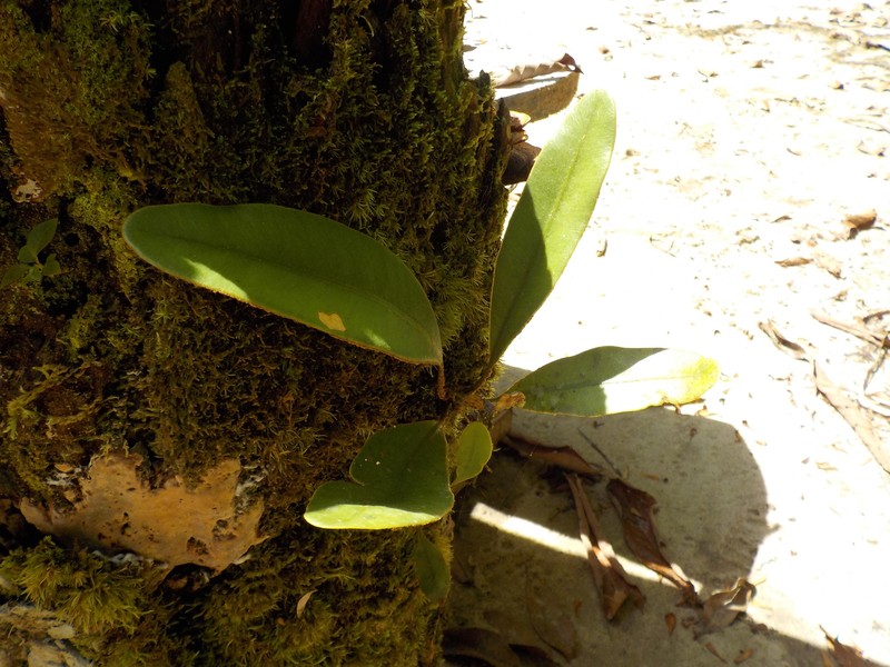 Elaphoglossum obovatum photo 4