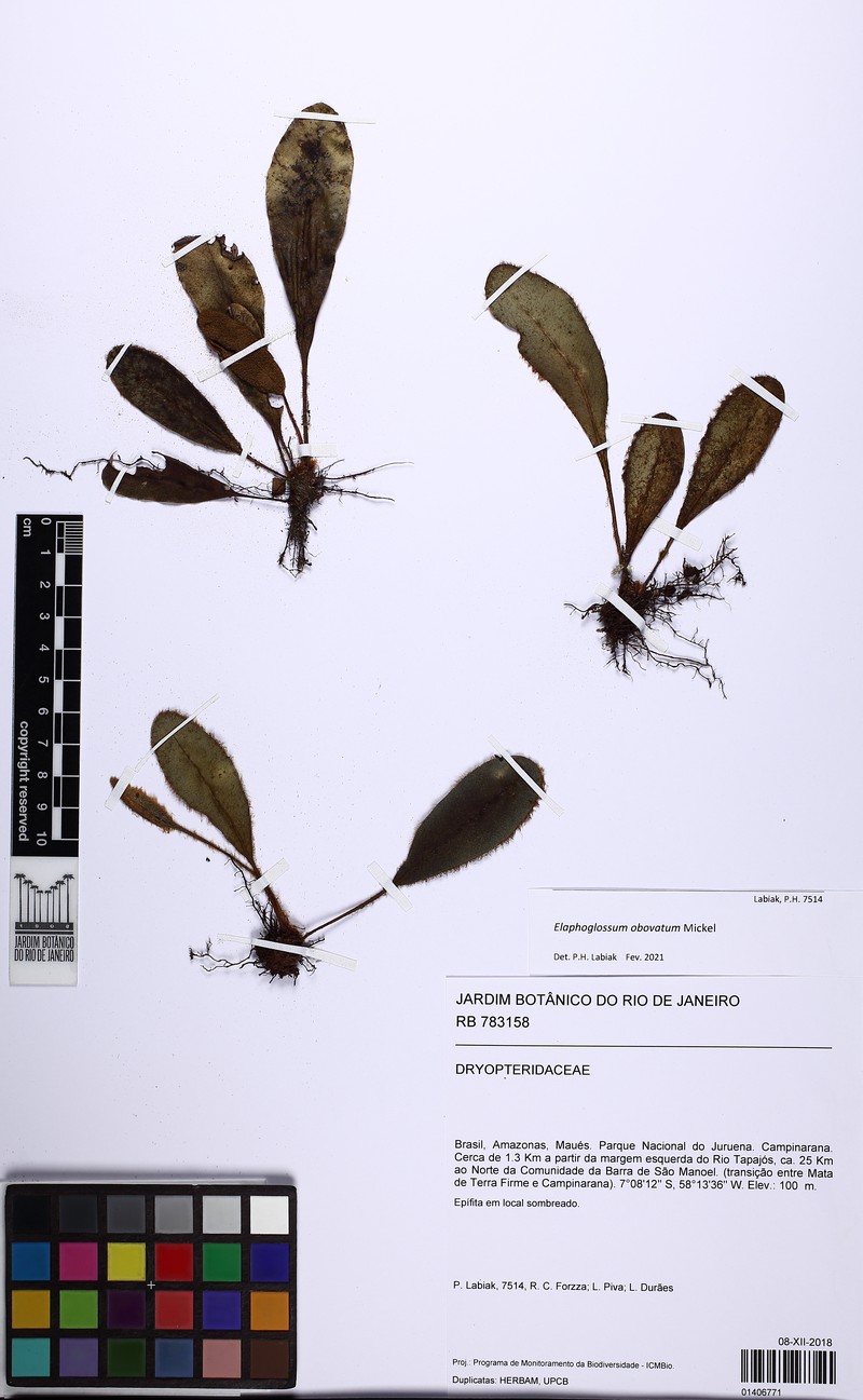 Elaphoglossum obovatum photo 5