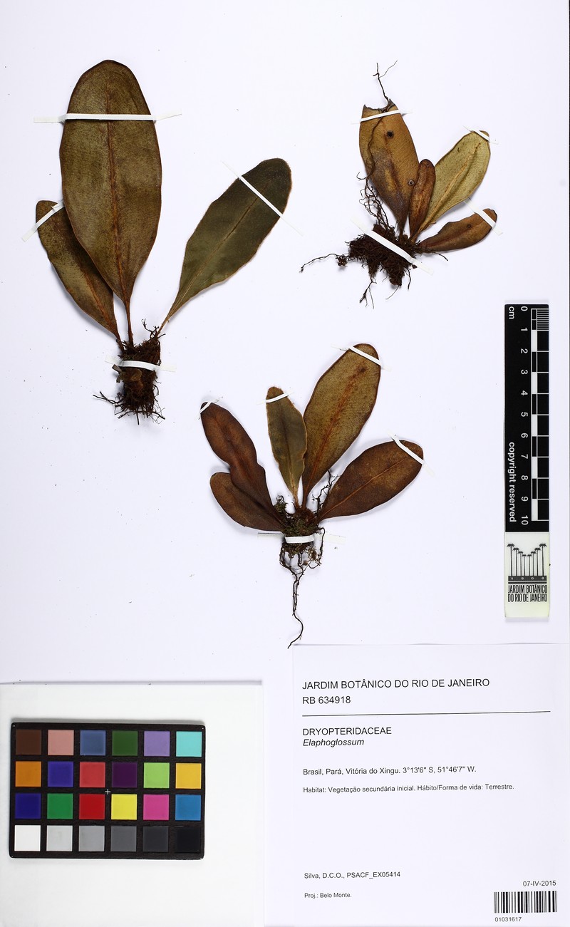 Elaphoglossum obovatum photo 6