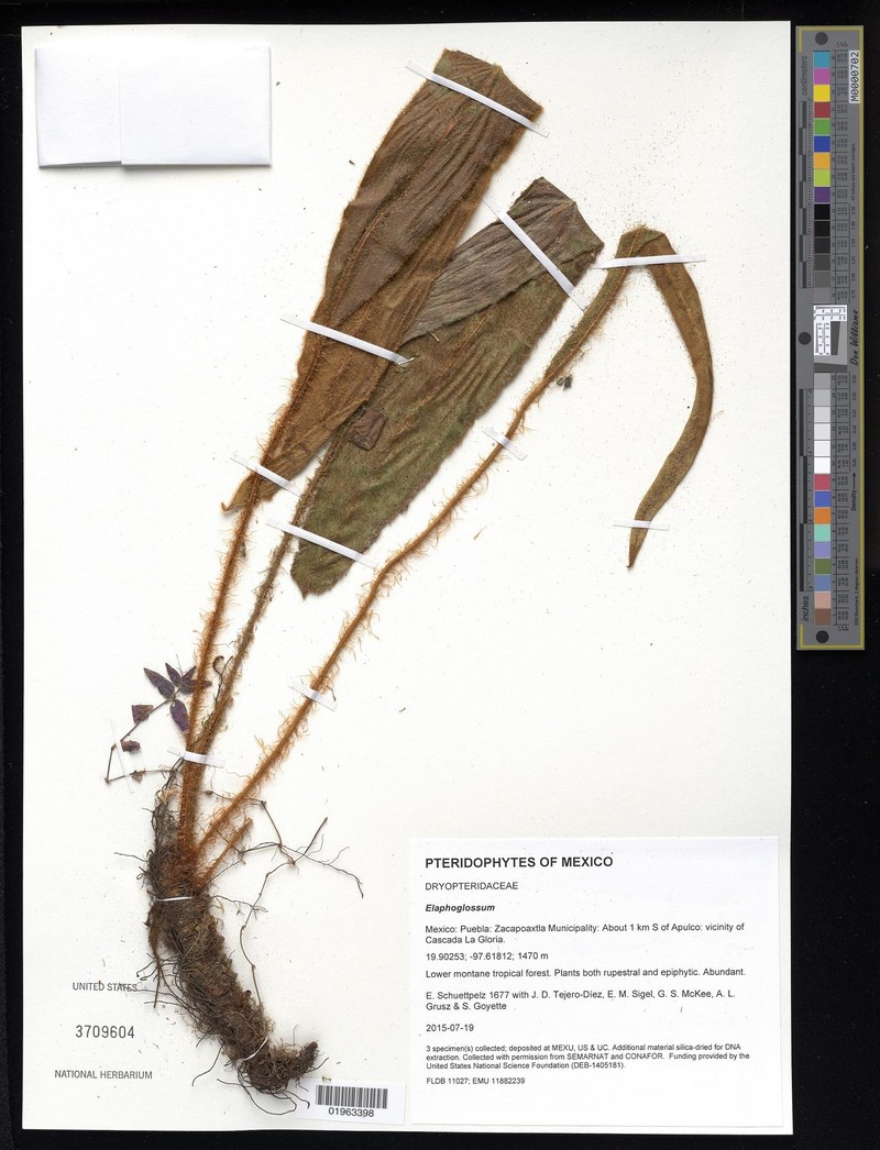 Elaphoglossum obscurum
