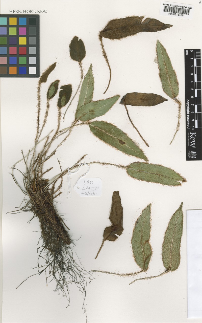 Elaphoglossum obtusatum