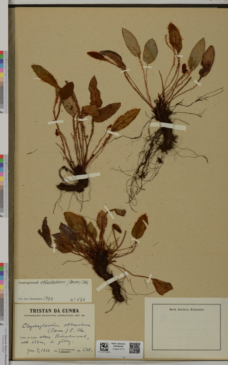 Elaphoglossum obtusatum photo 2