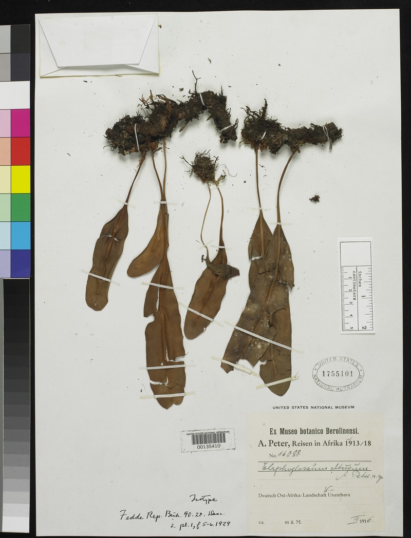 Elaphoglossum obtusum
