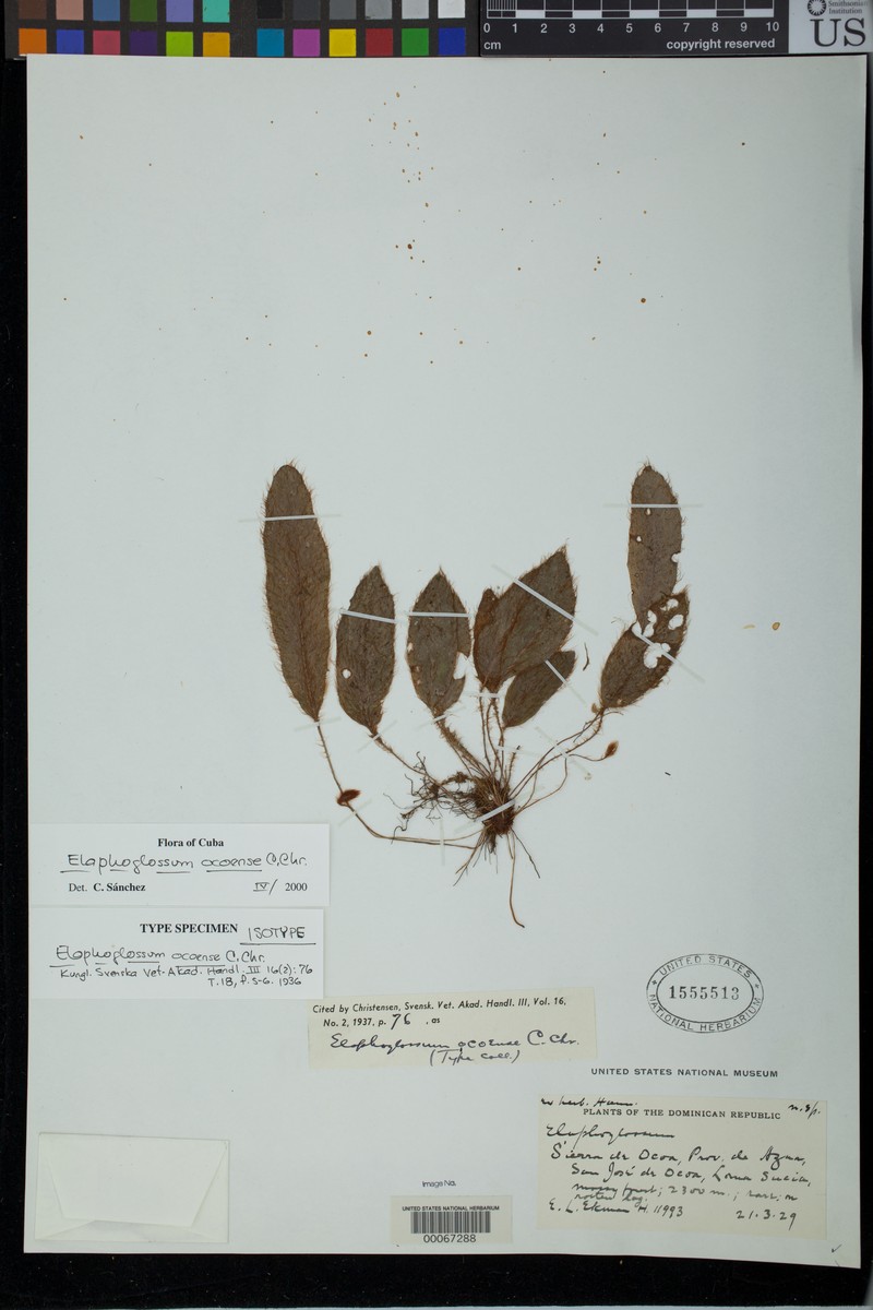 Elaphoglossum ocoense