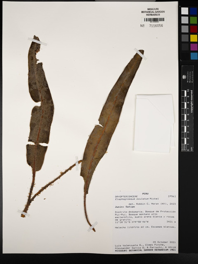Elaphoglossum oculatum