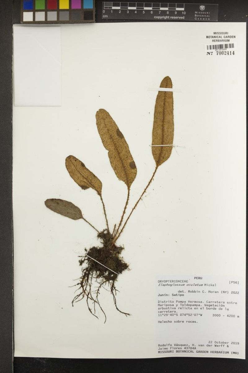 Elaphoglossum oculatum photo 2