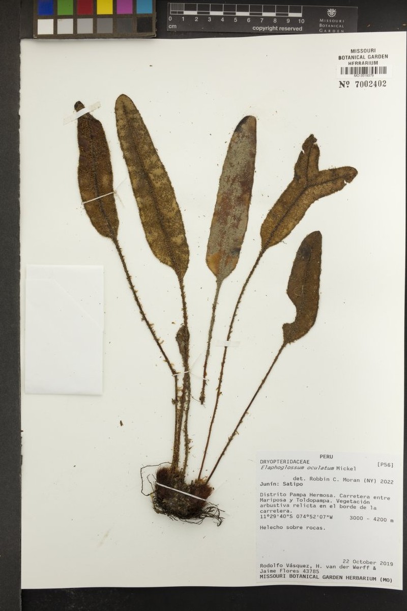 Elaphoglossum oculatum photo 3