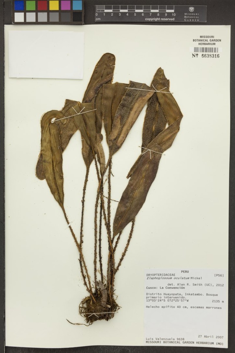 Elaphoglossum oculatum photo 4