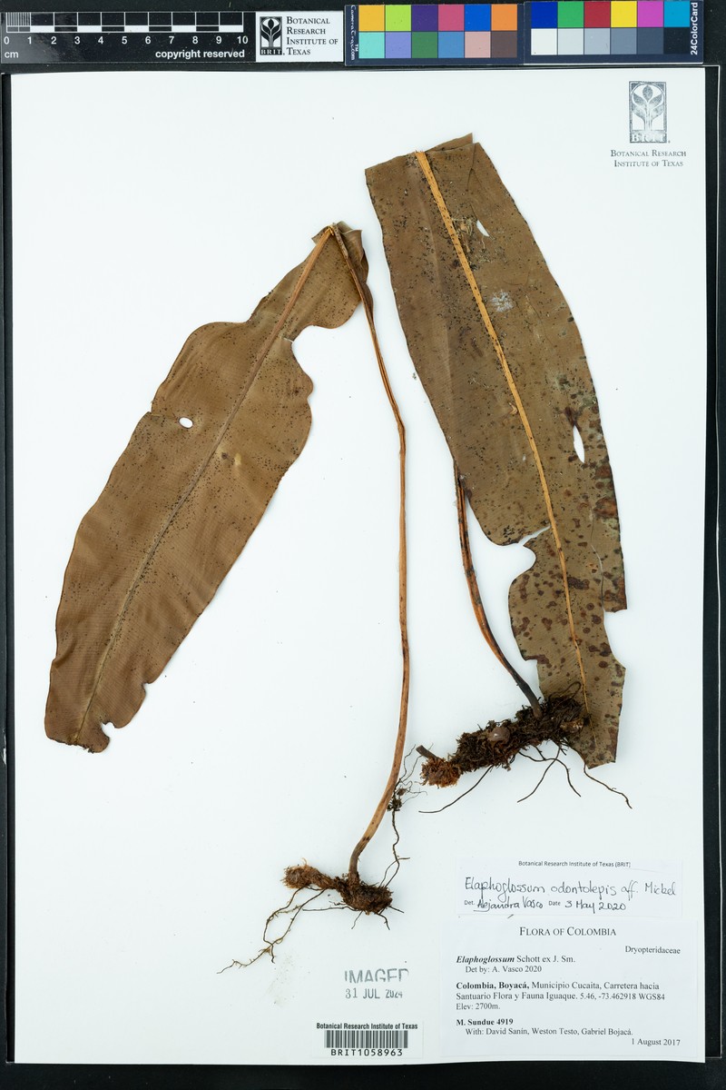 Elaphoglossum odontolepis