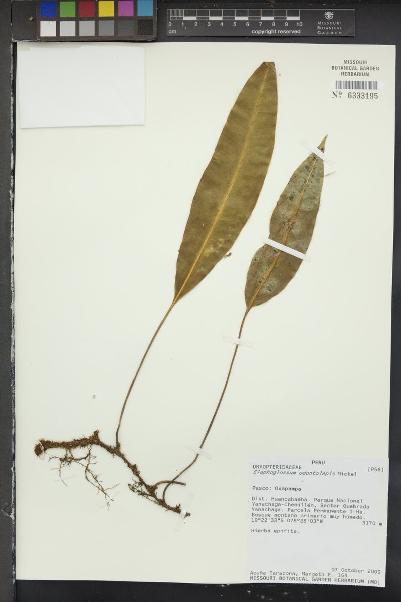 Elaphoglossum odontolepis photo 2