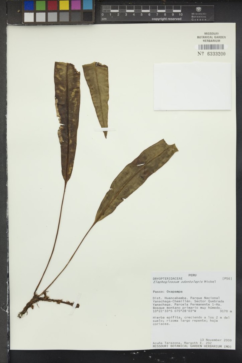 Elaphoglossum odontolepis photo 3
