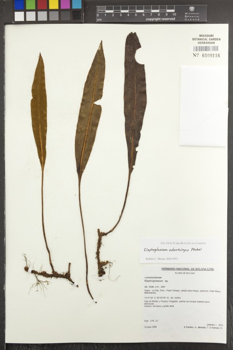 Elaphoglossum odontolepis photo 4