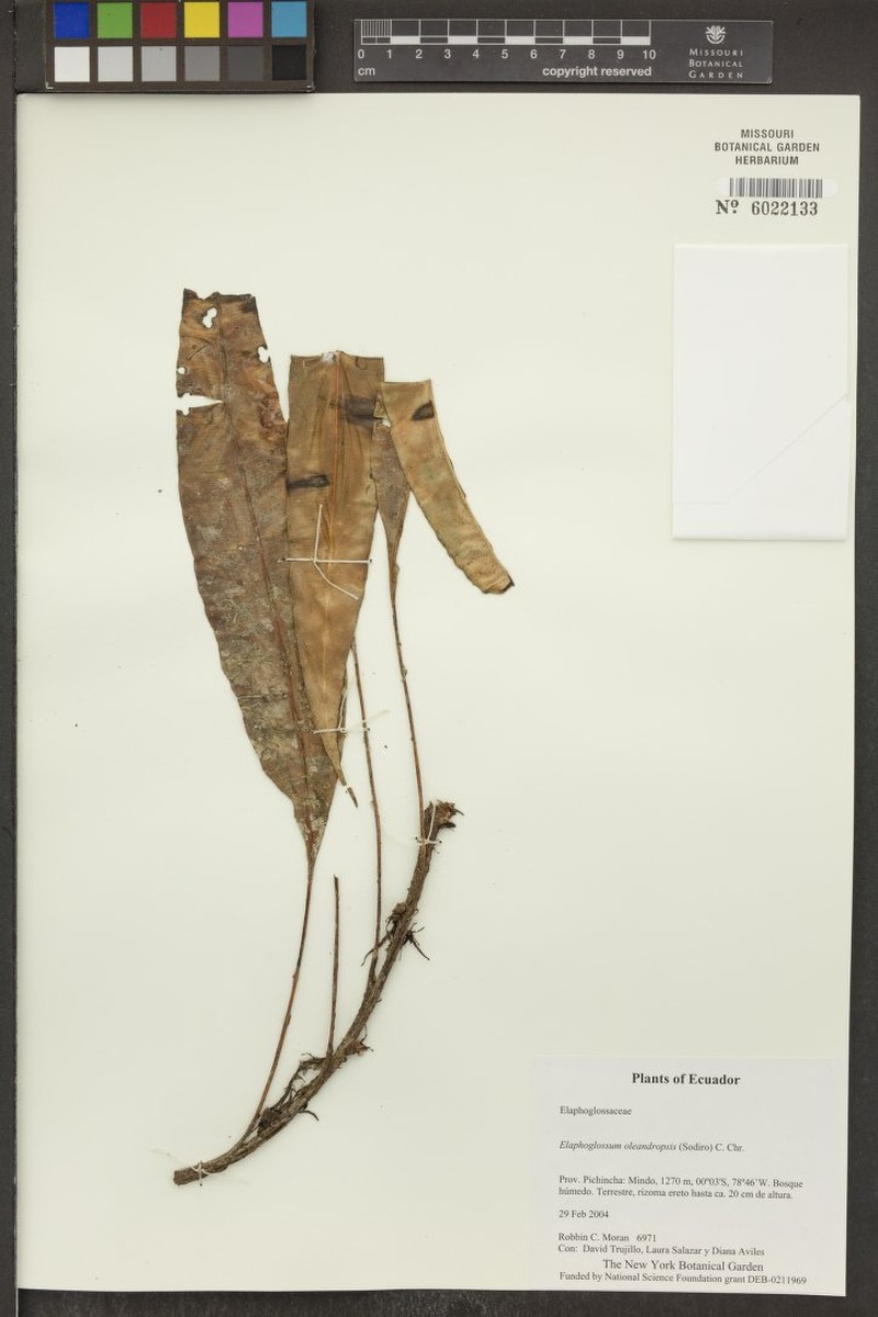 Elaphoglossum oleandropsis