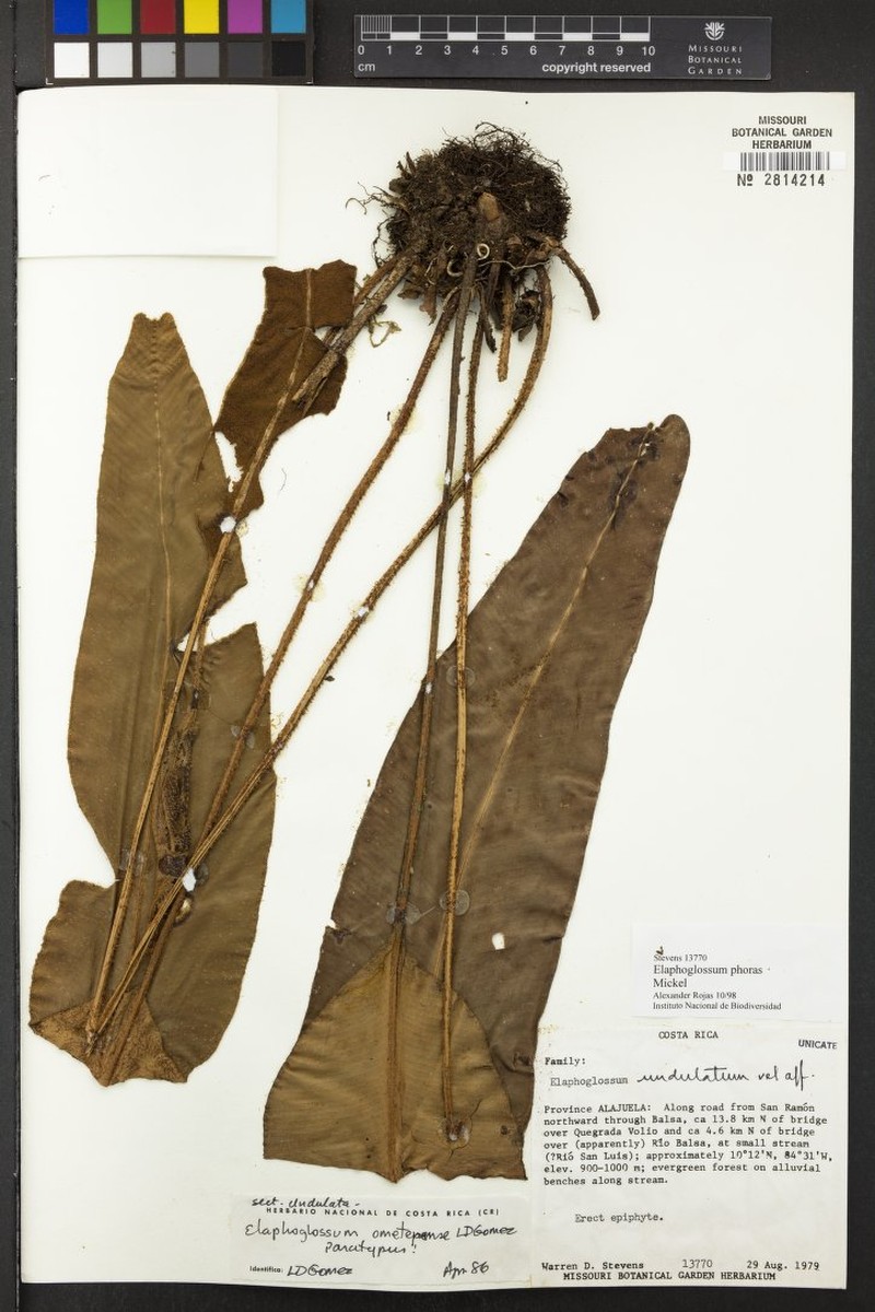 Elaphoglossum ometepense