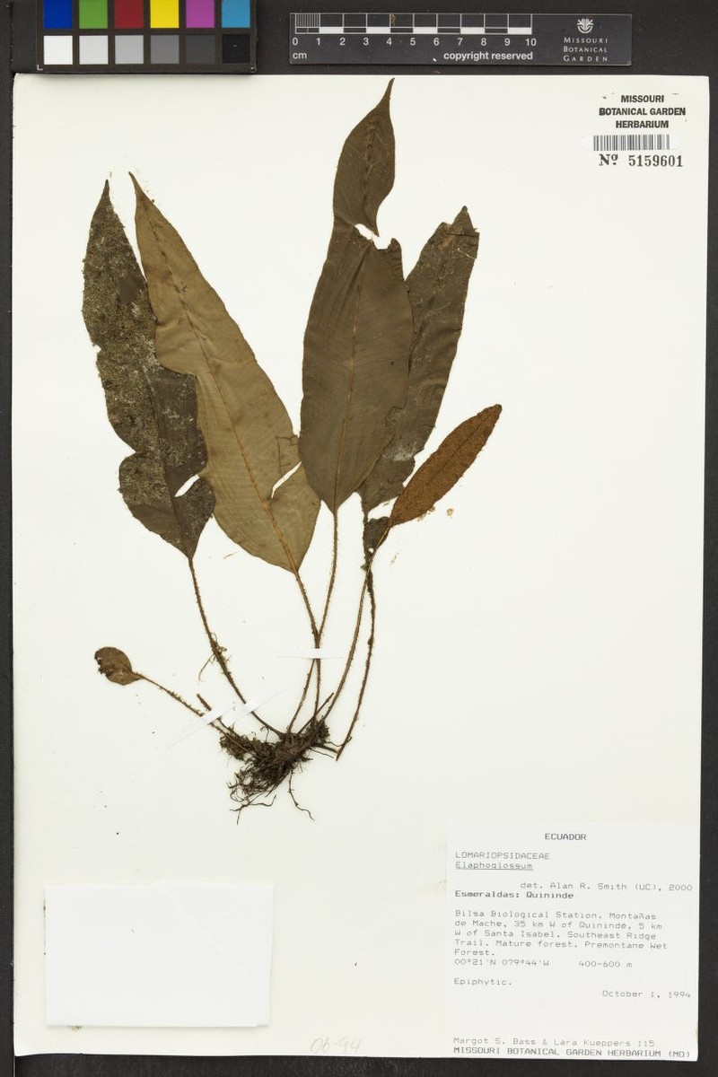 Elaphoglossum omissum