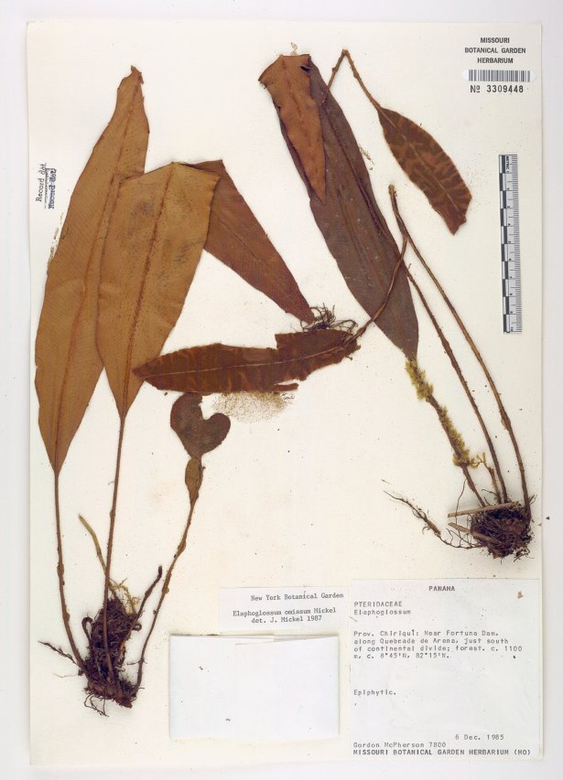 Elaphoglossum omissum photo 2