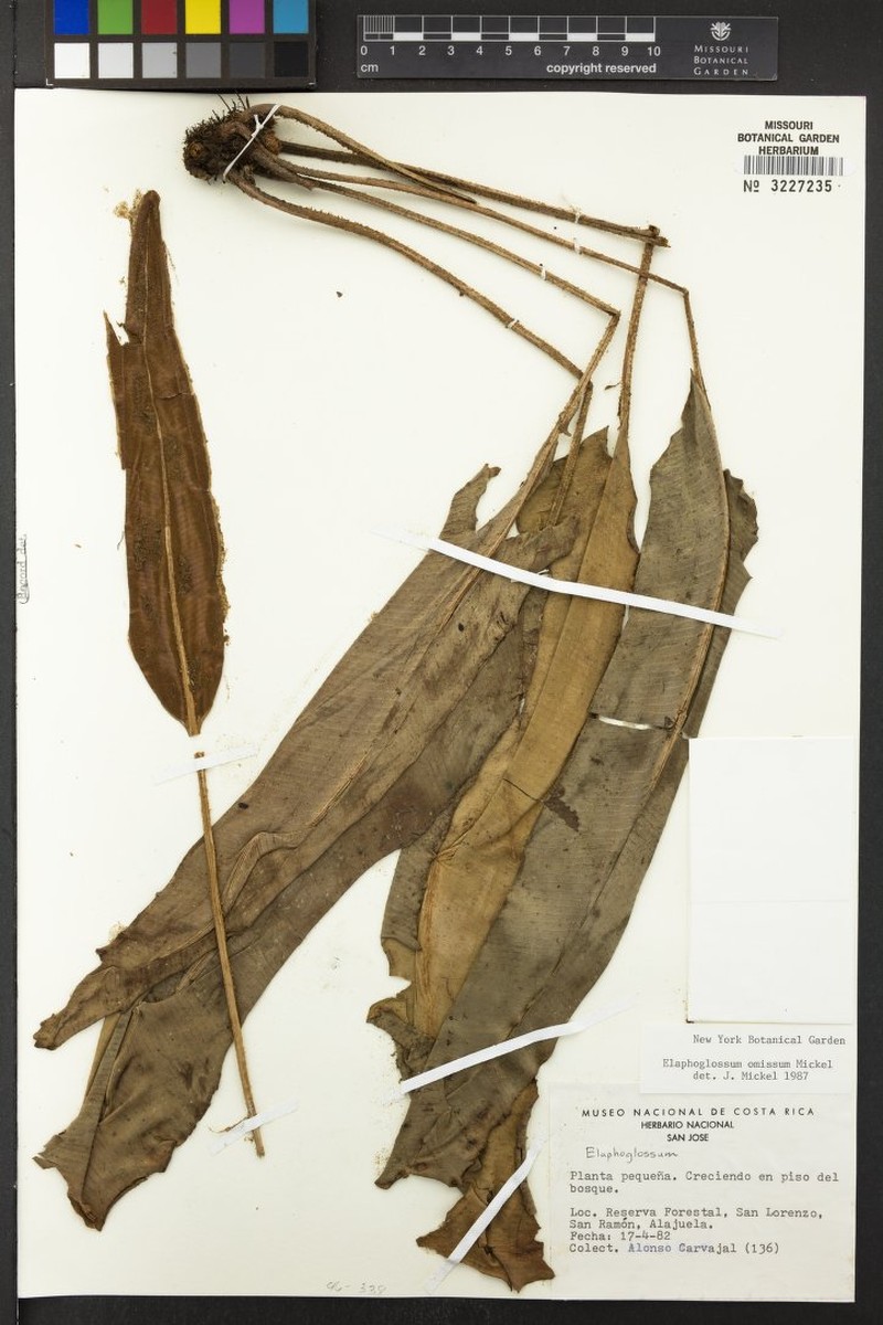 Elaphoglossum omissum photo 3