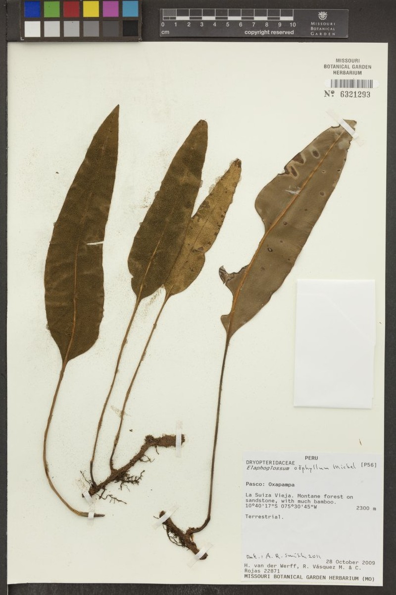 Elaphoglossum oophyllum