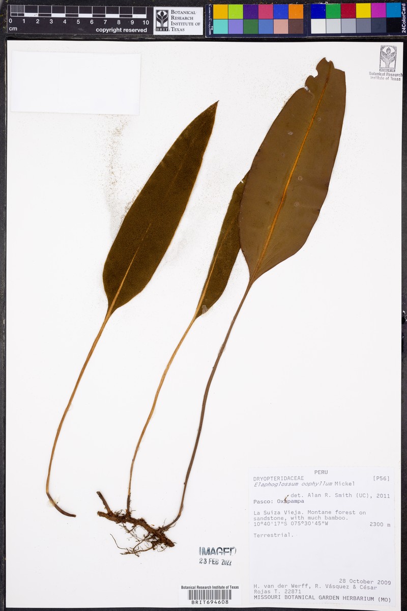 Elaphoglossum oophyllum photo 2
