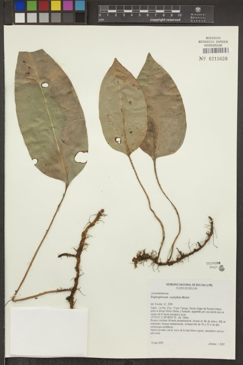 Elaphoglossum oophyllum photo 3