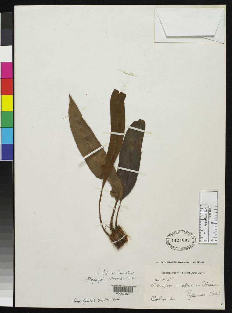 Elaphoglossum opacum