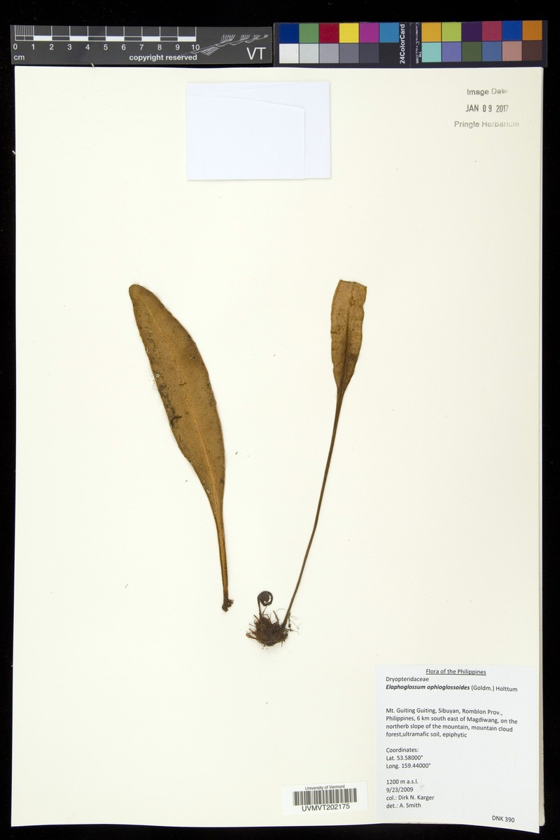 Elaphoglossum ophioglossoides