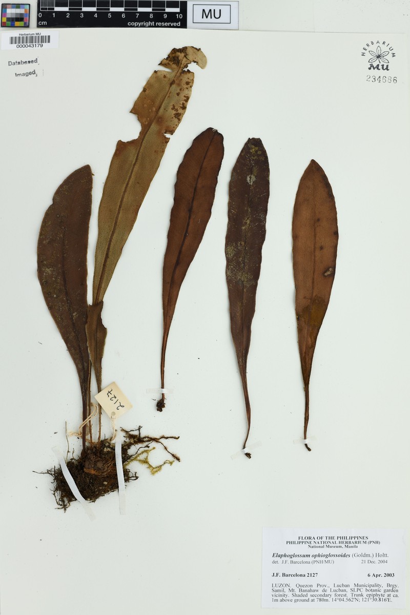 Elaphoglossum ophioglossoides photo 3