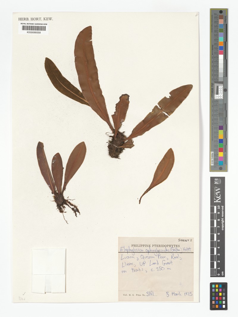 Elaphoglossum ophioglossoides photo 4