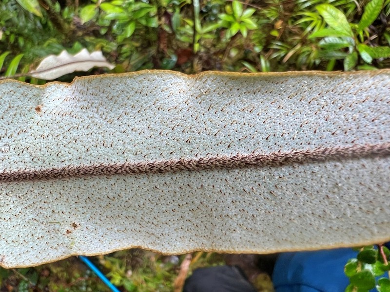 Elaphoglossum orbignyanum