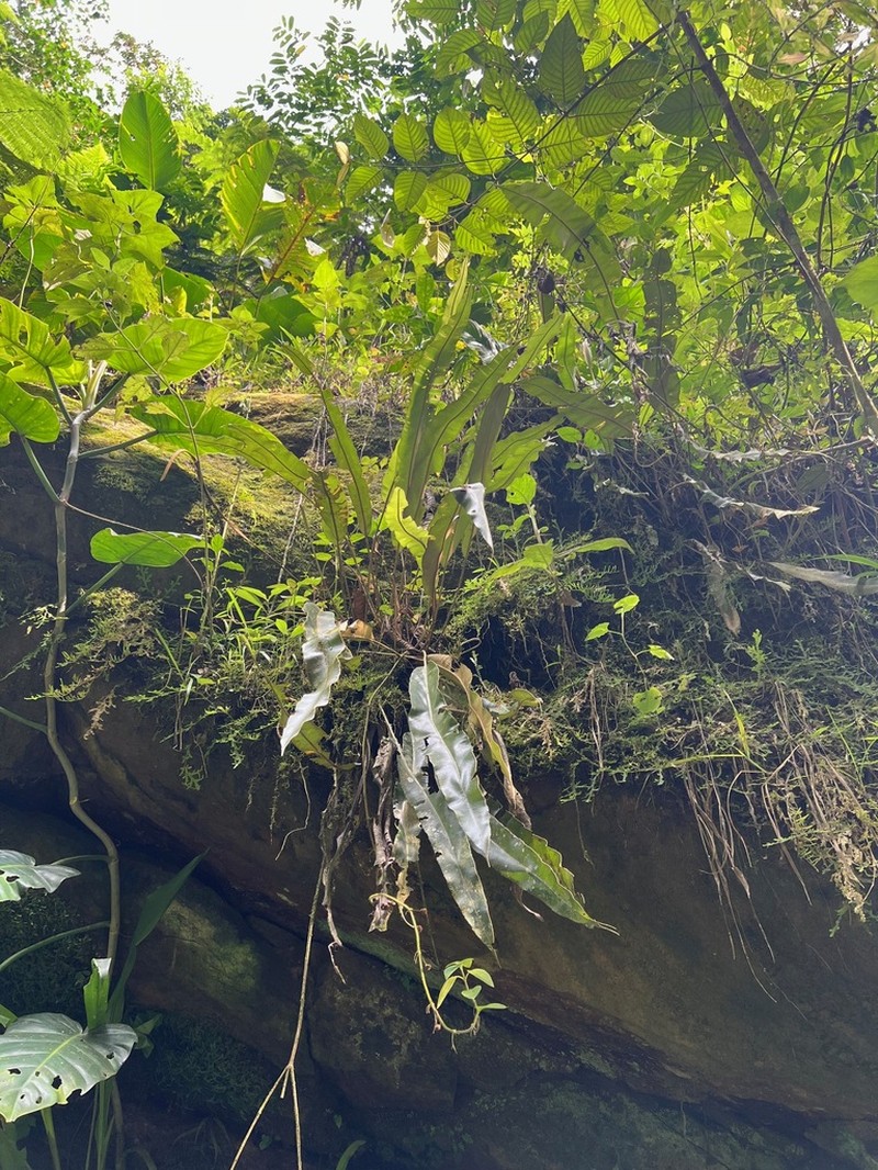 Elaphoglossum orbignyanum photo 2