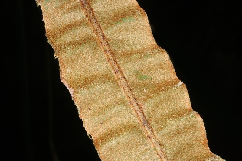Elaphoglossum orbignyanum photo 3