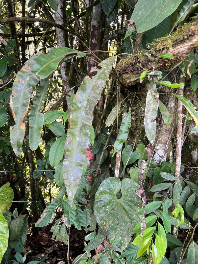 Elaphoglossum orbignyanum photo 4