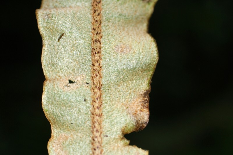 Elaphoglossum orbignyanum photo 5