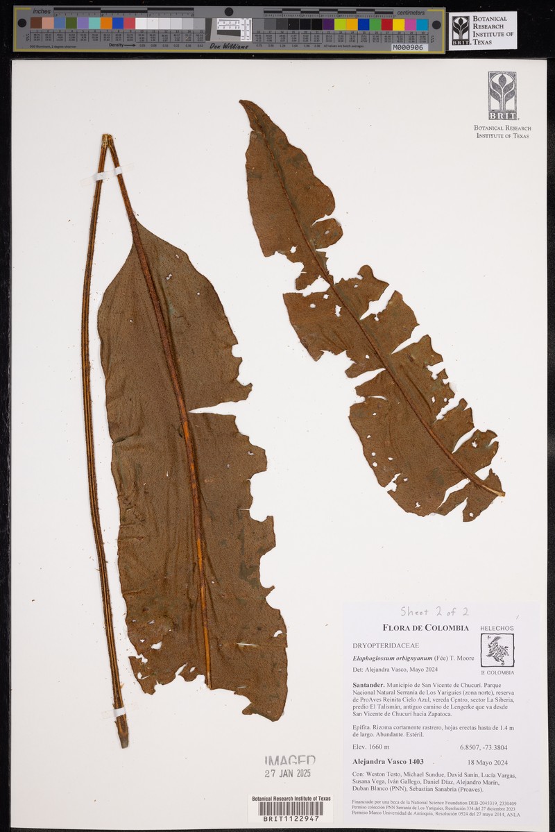 Elaphoglossum orbignyanum photo 6