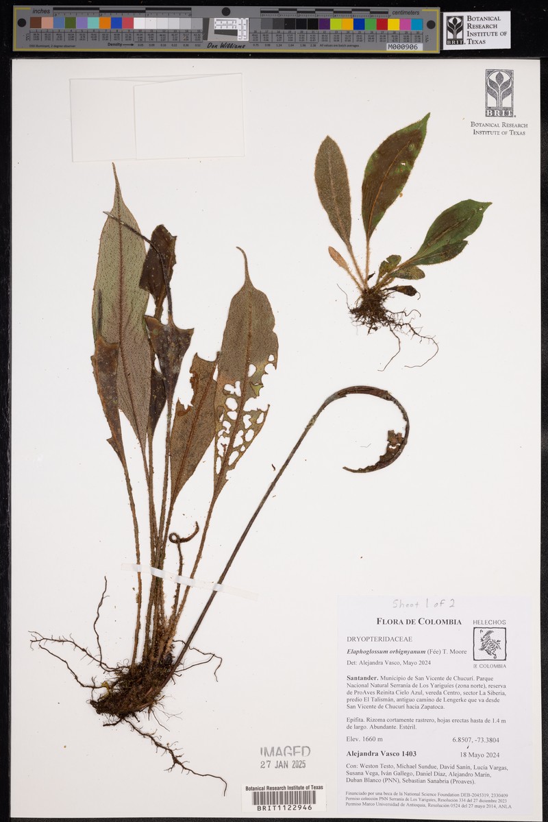 Elaphoglossum orbignyanum photo 7