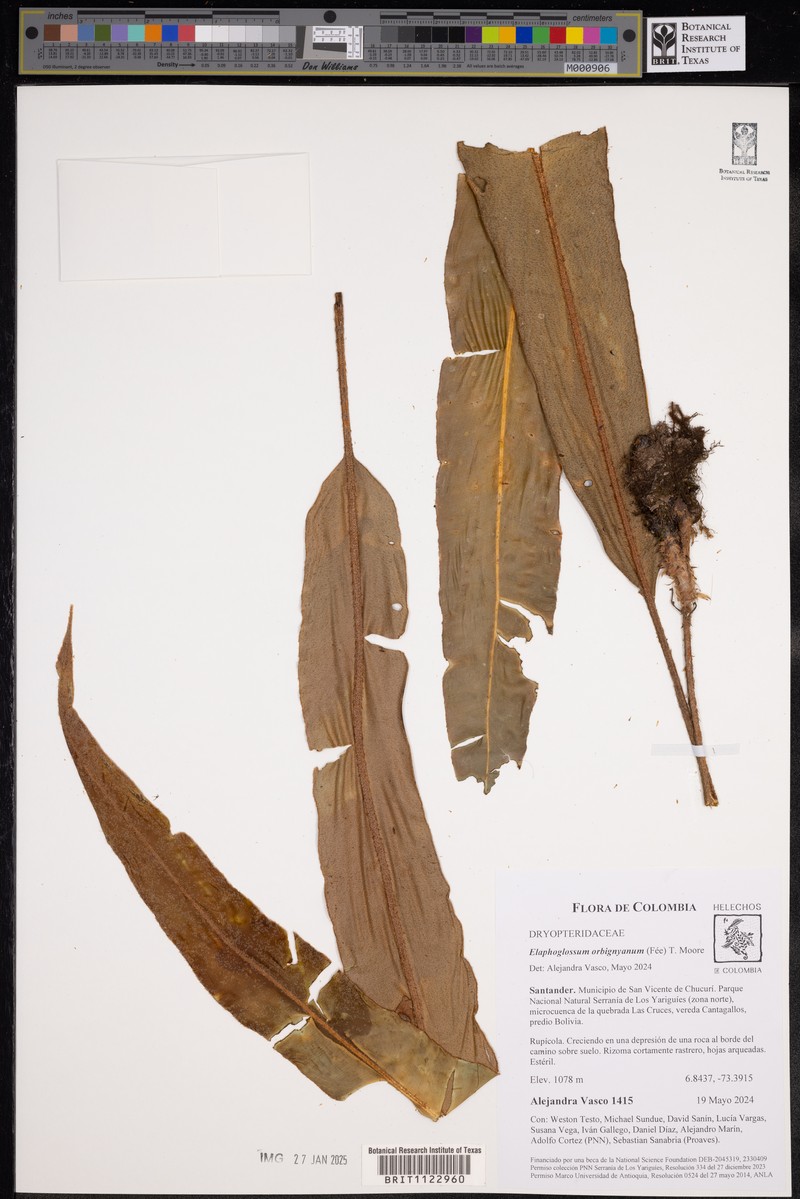 Elaphoglossum orbignyanum photo 8