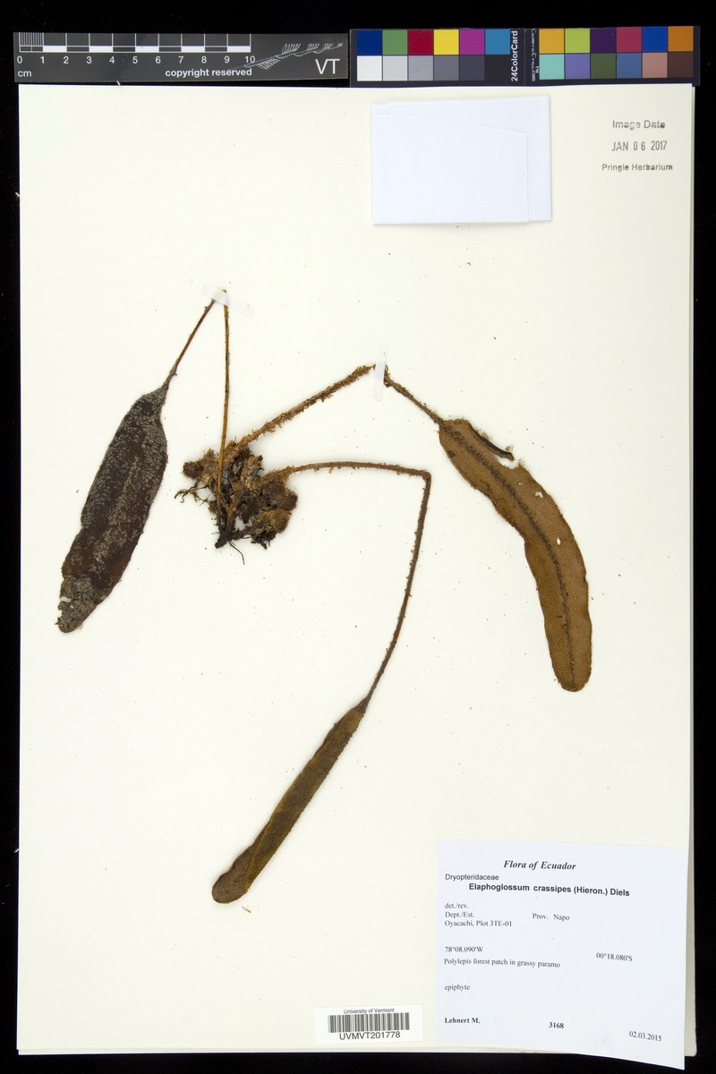 Elaphoglossum oreophilum