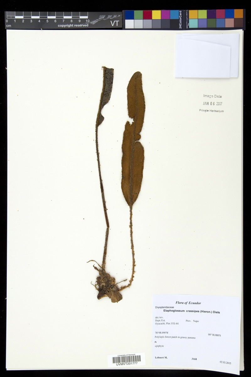 Elaphoglossum oreophilum photo 2