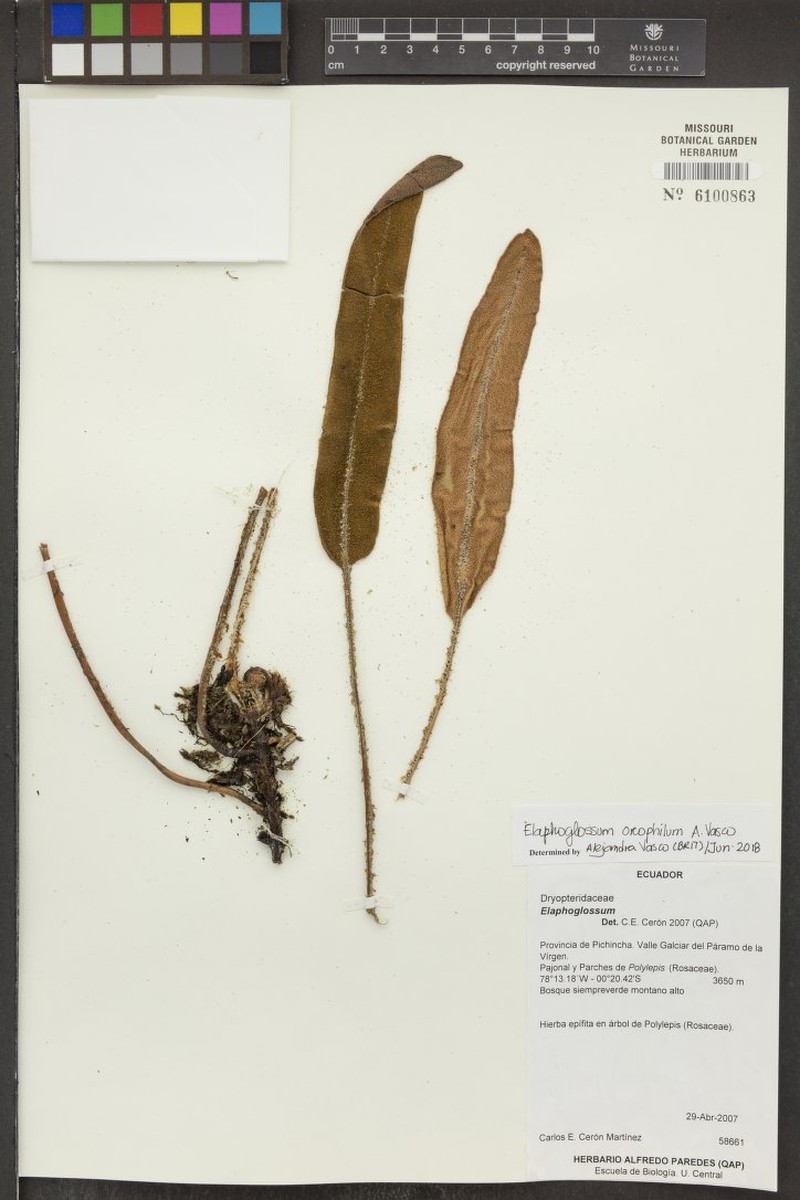 Elaphoglossum oreophilum photo 3